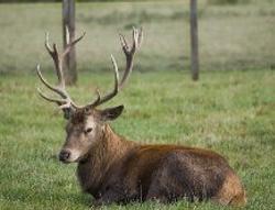 go stag 是什麼意思?