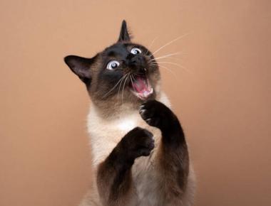 流行字/好用字：debunk