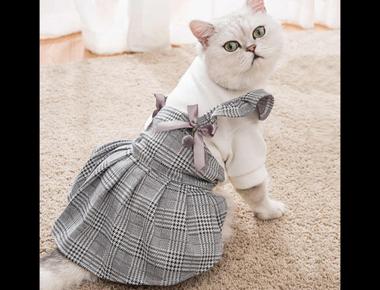 「Sunday Best」的意思是什麼？