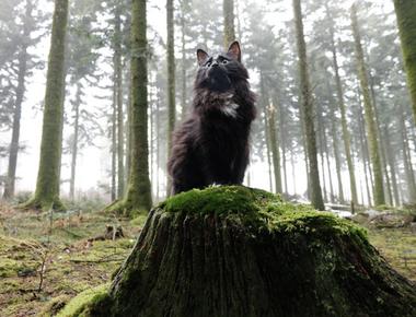 What does the English phrase “Nature calls” mean?