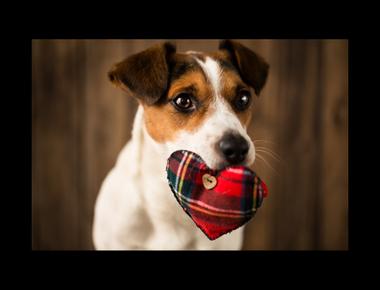 「lose heart」是什麼意思？