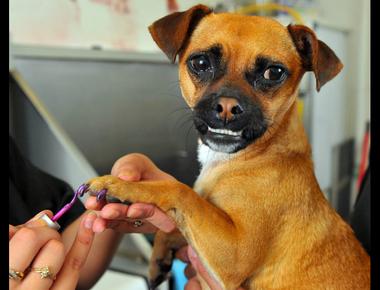 「光療指甲」的英文怎麼說？