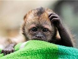 back order, back taxes 是什麼意思?