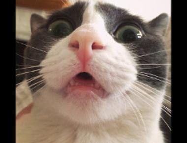 「pratfall effect」是什麼？