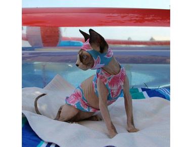 「泳衣」、「泳褲」的英文怎麼說？