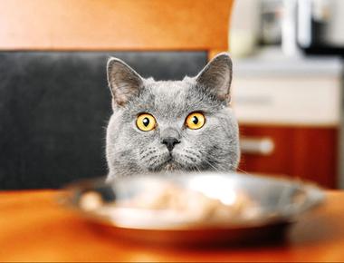 「外送/外賣/外帶(食物)」的英文怎麼說？