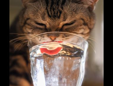 英文裡的容器單位與文化差異: cup VS. glass