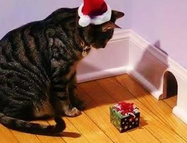 "nice try" 到底是什麼意思?