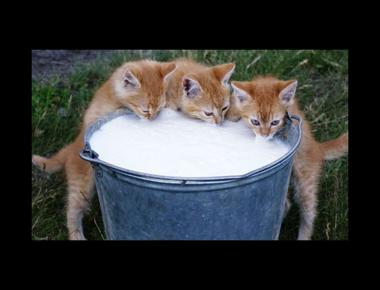 「lap up」是什麼意思？