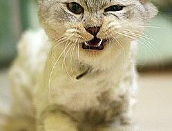 etc. 的正確用法