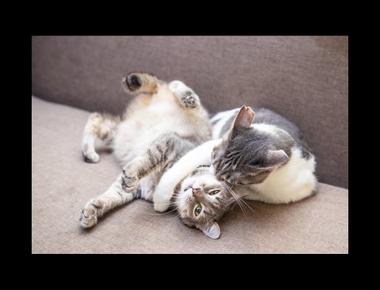 「Peruvian necktie」是什麼？