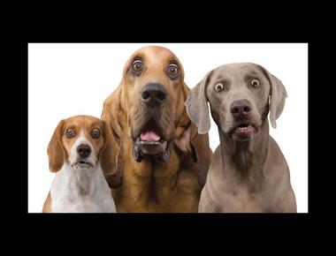 「spoiler alert」是什麼意思？