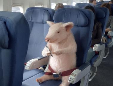 好玩又好用的英文成語: When pigs fly