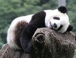 black eye 是黑眼圈還是瘀青?