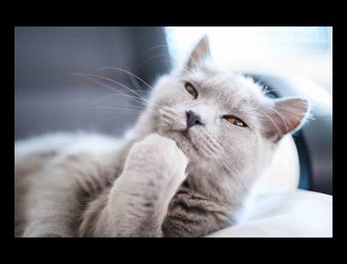 I think... VS. I feel... 你要說的是哪個？