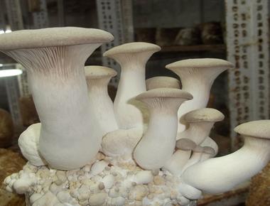 「杏鮑菇」的英文怎麼說？