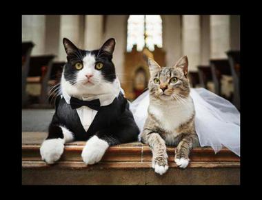 "結婚"的英文說法