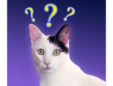 「while」當動詞是什麼意思？