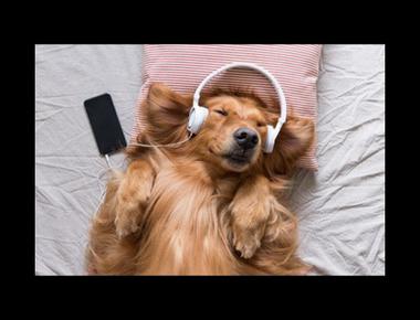 「降噪耳機」的英文怎麼說？