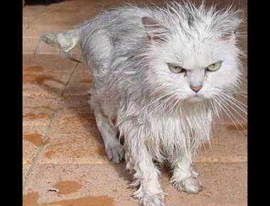 其他和頭髮有關的英文單字片語