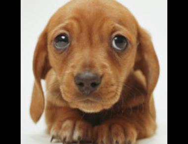 「doomer」、「bloomer」是什麼意思？