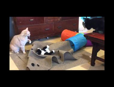 「pull the rug (out) from under someone」是什麼意思？